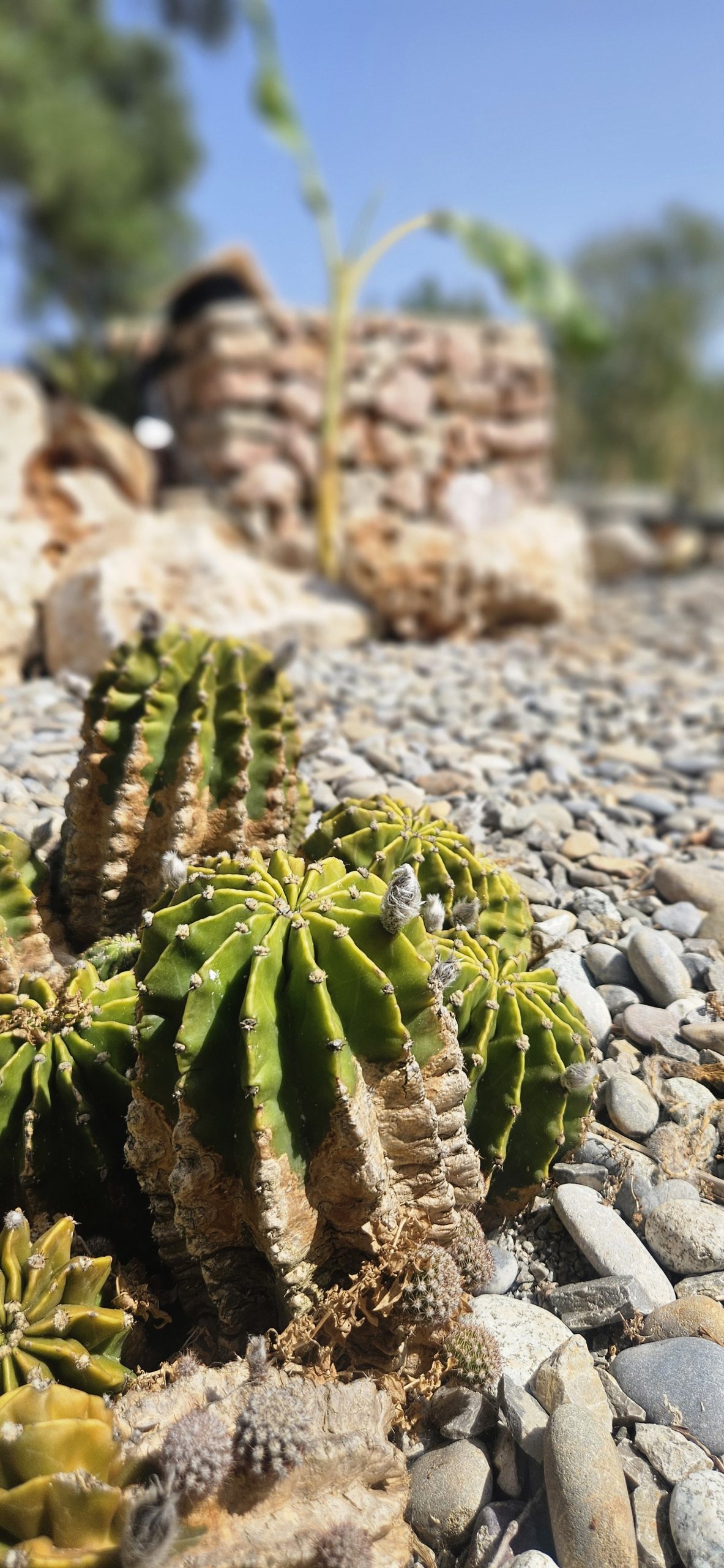 Kairos yoga retreat finca nature Mallorca