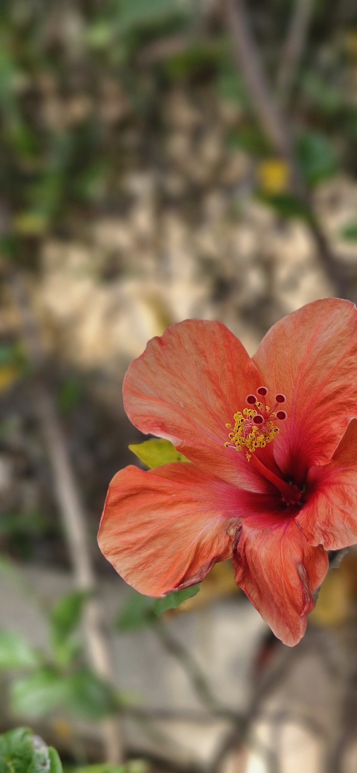 Kairos yoga retreat nature Mallorca